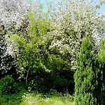 Eifel Garden For Groups بيت للعطل