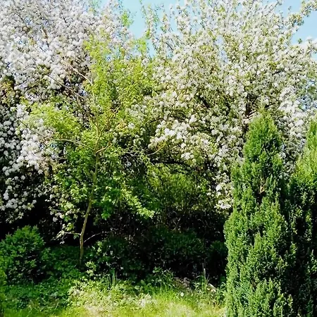 Eifel Garden For Groups Tatil Evi