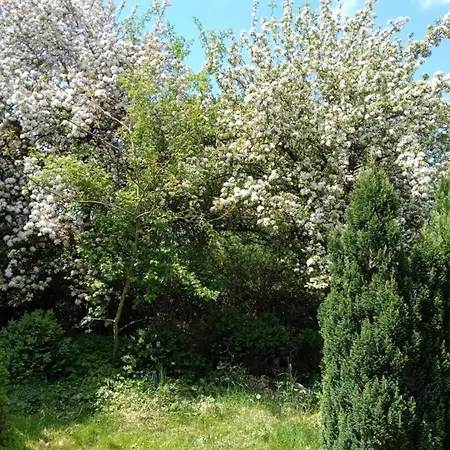 Tatil Evi Eifel Garden For Groups Karl